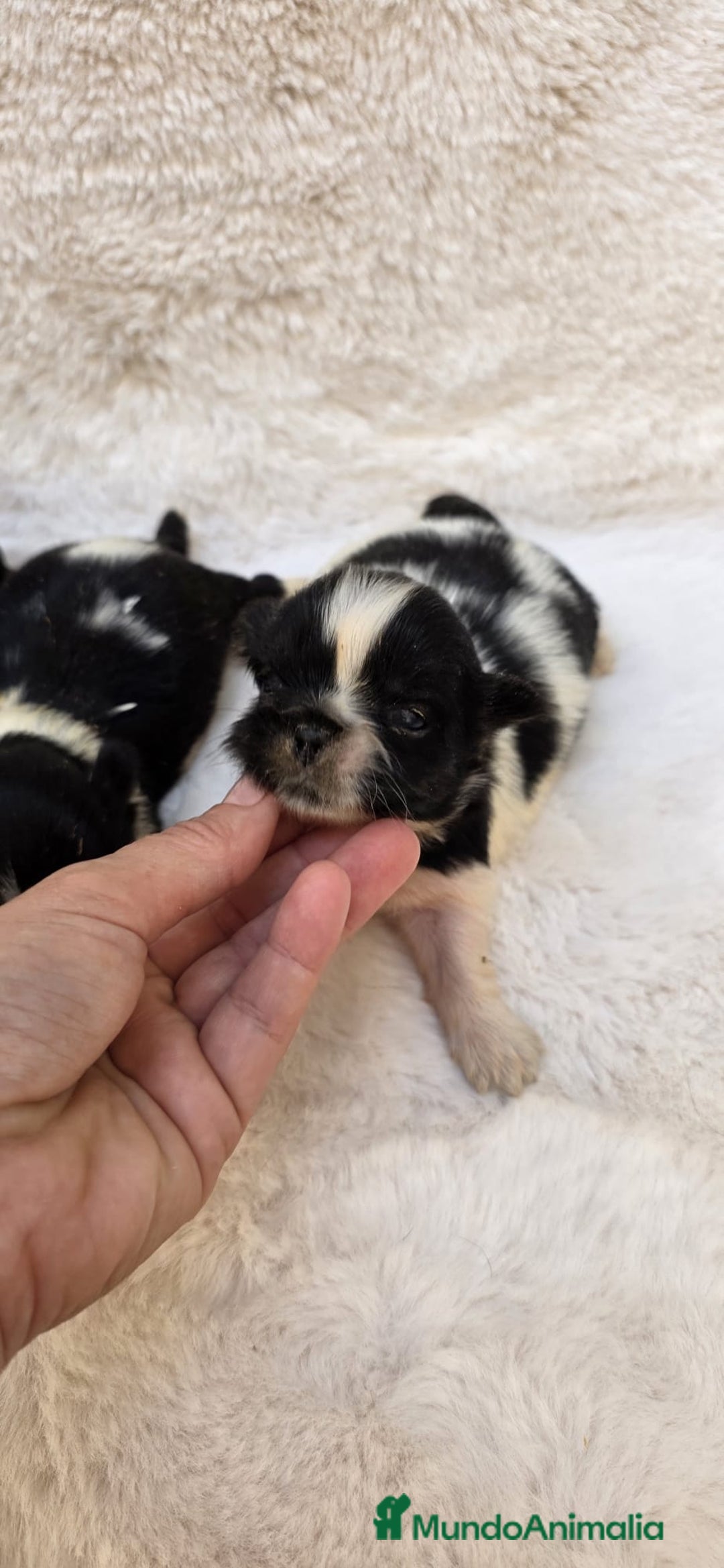 Shih Tzu perros en venta: Shitzu toy 🐾💙💙 - Imagen 4