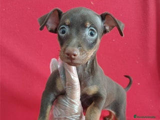 Pinscher Miniatura perros Pincher Miniatura Chocolate - Anuncio 1