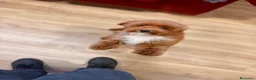 Caniche Toy perros en venta: Soy Chusito!!  - Anuncio 2