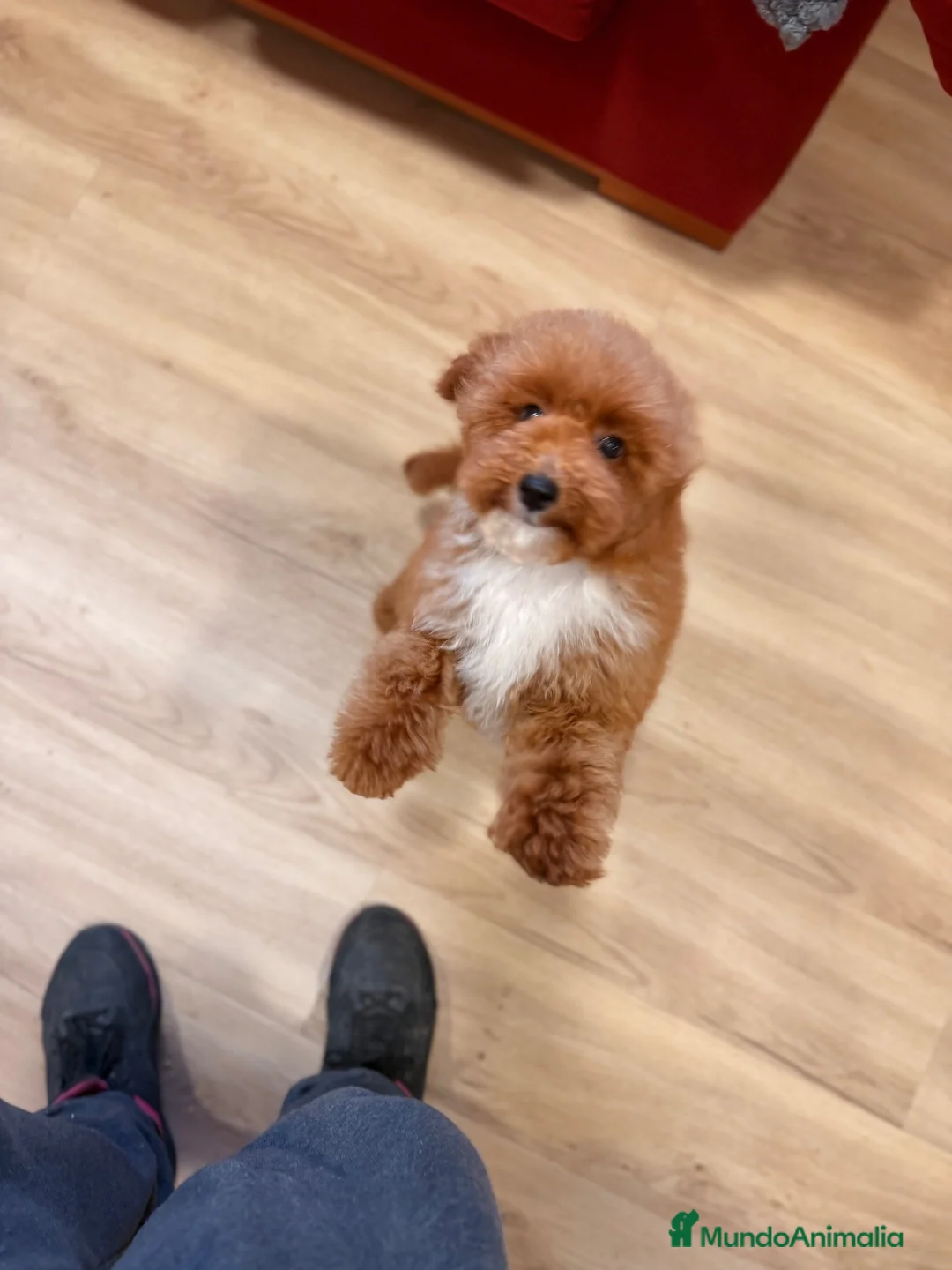 Caniche Toy perros en venta: Soy Chusito!!  - Anuncio 2