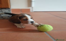 Beagle perros en venta: Cachorros Beagle 500€ ¡PRECIO REAL! - Imagen 3