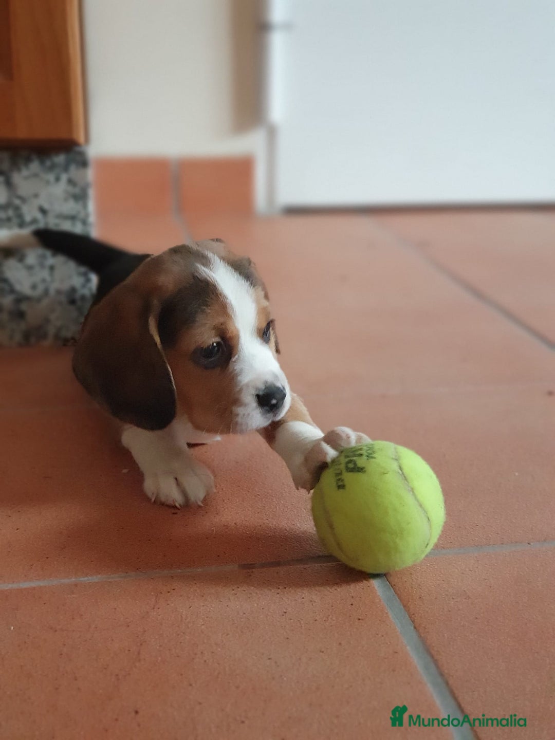 Beagle perros en venta: Cachorros Beagle 500€ ¡PRECIO REAL! - Imagen 3