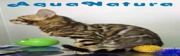 Bengalí gatos en venta: Bengali Hembra de Bengala y Marbel 1888 AQUANATURA - Anuncio 8
