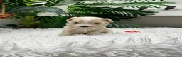 Maltipoo perros en venta: MALTIPOO 💙 - Anuncio 14