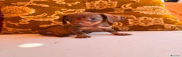 Teckel Miniatura perros en venta: TECKEL HEMBRA CHOCOLATE – TAMAÑO KANINCHEN - Anuncio 4
