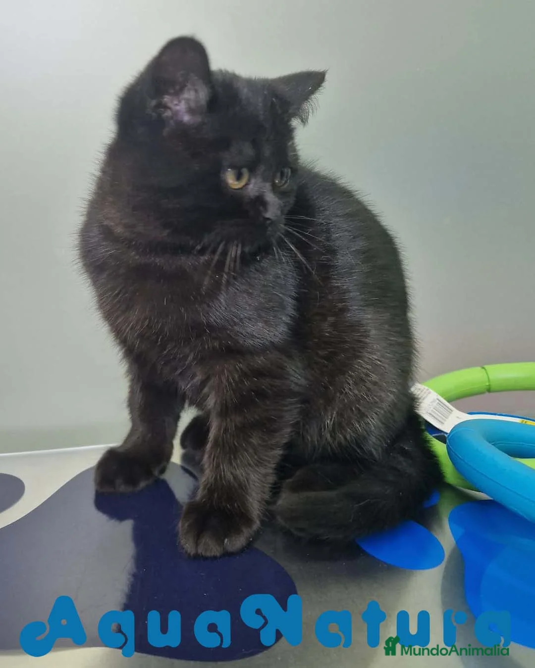 Británico de Pelo Corto gatos en venta: British Shorthair Macho 1739 AQUANATURA - Anuncio 5