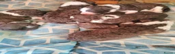 Perro de Agua Español perros en venta: Bicolores en Madrid - Anuncio 7