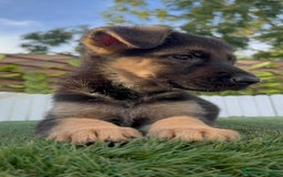 Pastor Alemán perros en venta: PASTOR ALEMAN HEMBRA - Imagen 9