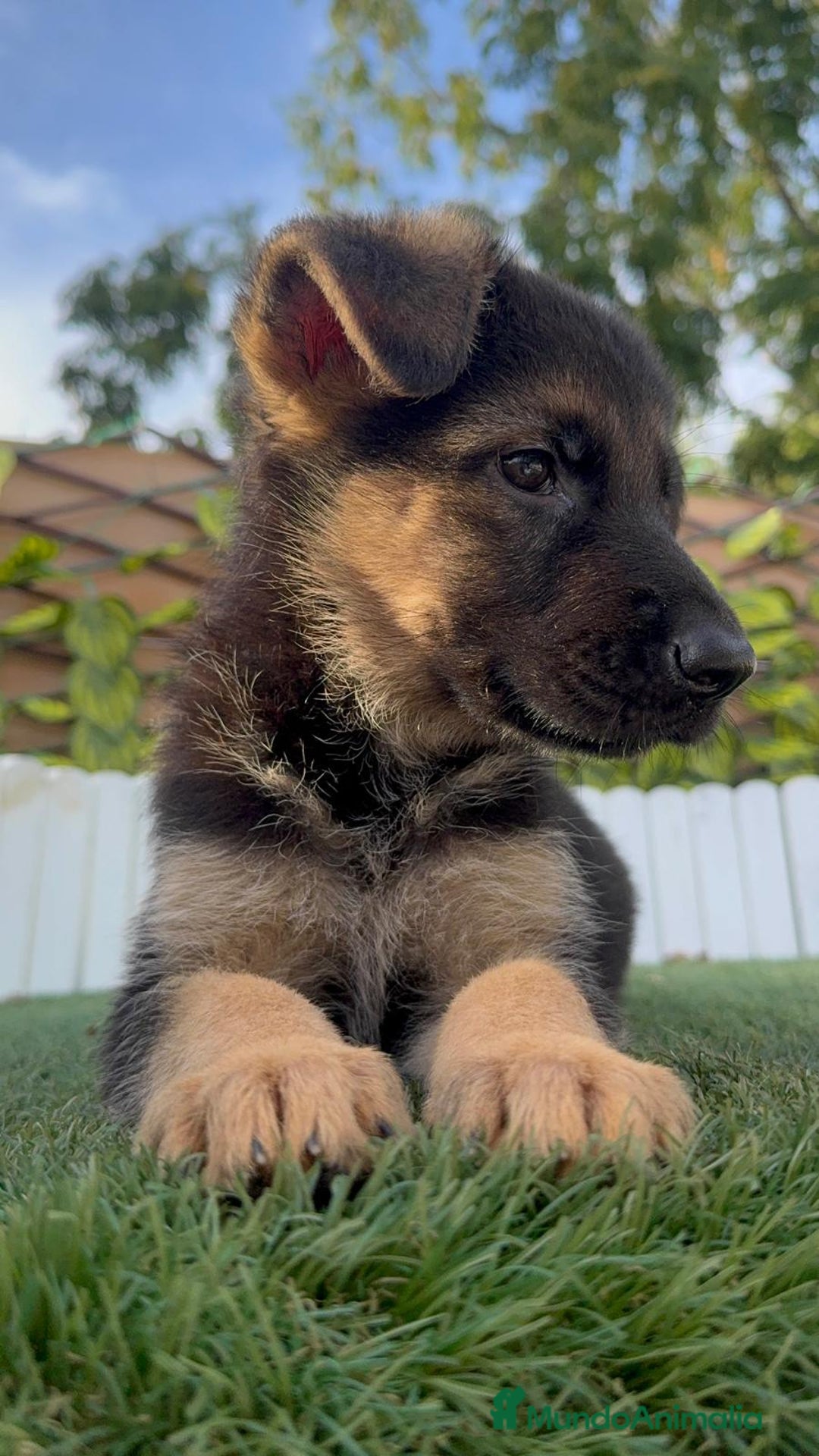 Pastor Alemán perros en venta: PASTOR ALEMAN HEMBRA - Imagen 9