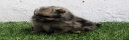Pomerania perros en venta: Pomerania - Anuncio 21