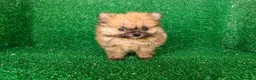 Pomerania perros en venta: Pomerania  - Anuncio 11