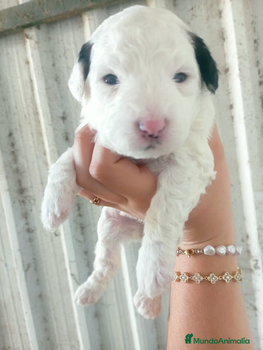 Perro de Agua Español perros en venta: Perros de agua  - Anuncio 4