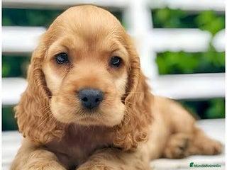 Cocker Spaniel Americano perros - Anuncio 3