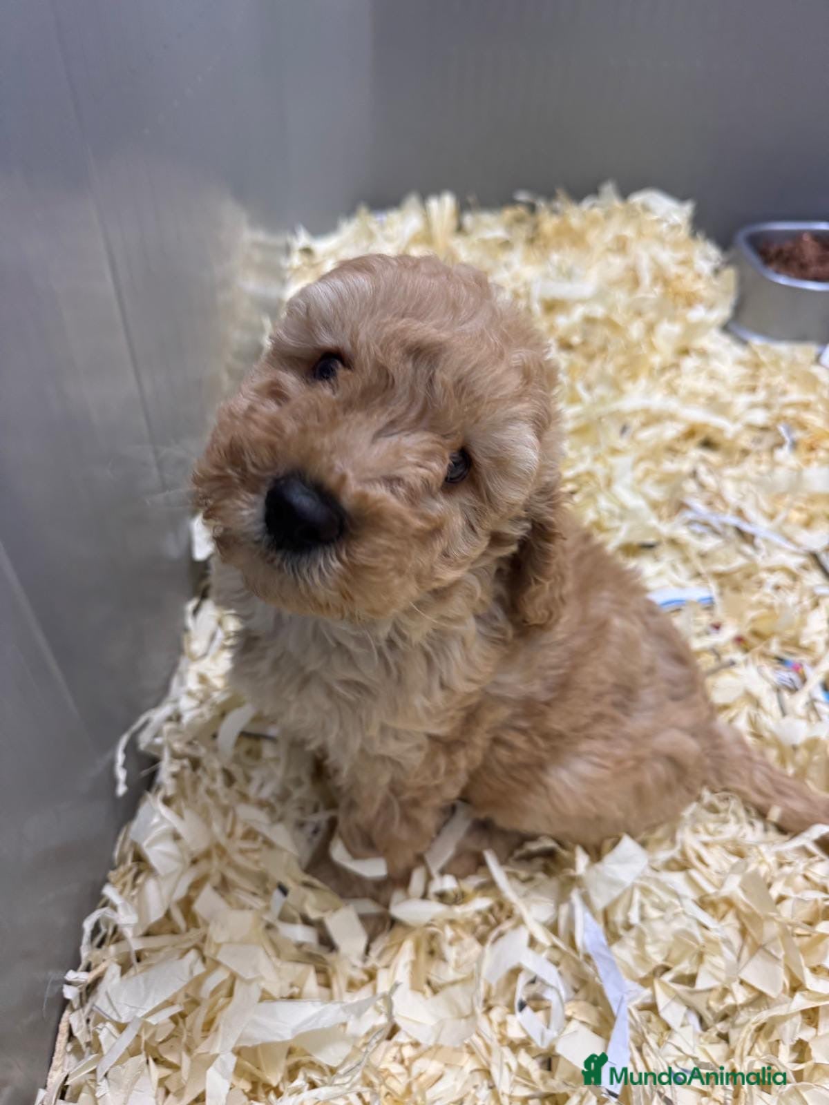 Caniche Toy perros PRECIOSOS CANICHES TOY BEBES - Anuncio 29