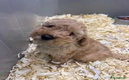 Caniche Toy perros en venta: PRECIOSOS CANICHES TOY BEBES - Anuncio 1