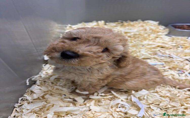 Caniche Toy perros - Anuncio 1