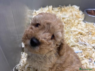 Caniche Toy perros - Anuncio 1