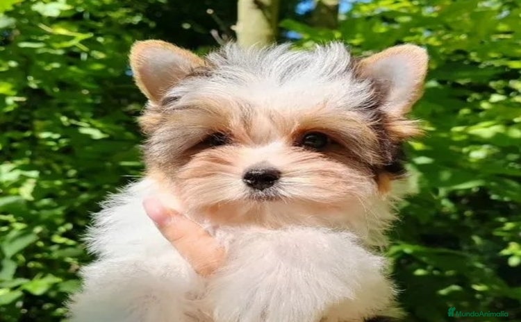 Biewer Yorkshire Terrier a la Pom Pon perros - Anuncio 2