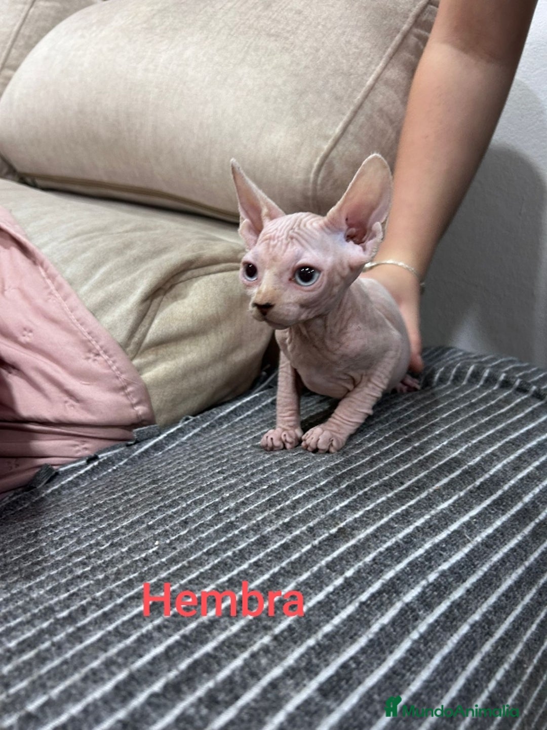 Sphynx gatos en venta: Sphynx calidad y selección  - Imagen 4