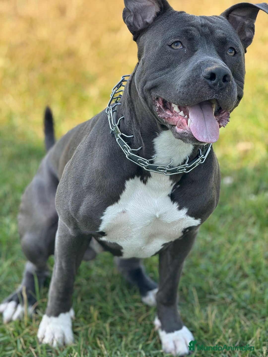 American Staffordshire-Terrier perros en venta: American Stanford, nueva Camada - Anuncio 30