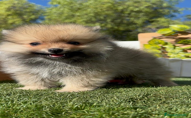 Pomerania perros - Anuncio 3