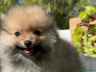 Pomerania perros - Anuncio 3