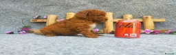 Caniche Toy perros en venta: PRECIOSOS CANICHE  ROJO LINEA TOY - Anuncio 13