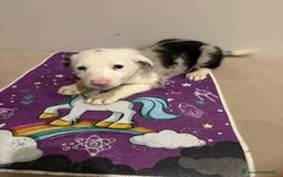 Border Collie perros en venta: Border collie  - Imagen 26