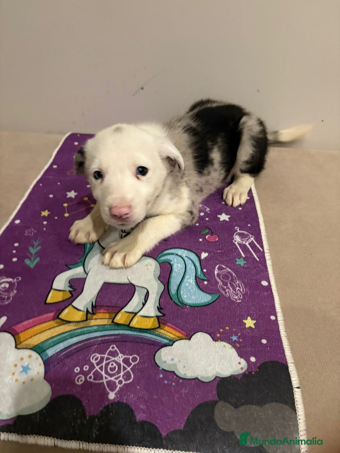 Border Collie perros en venta: Border collie  - Imagen 26
