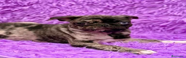Carlino - Pug 1