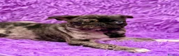 Carlino - Pug perros en venta: Carlino - pug exóticas  - Anuncio 12
