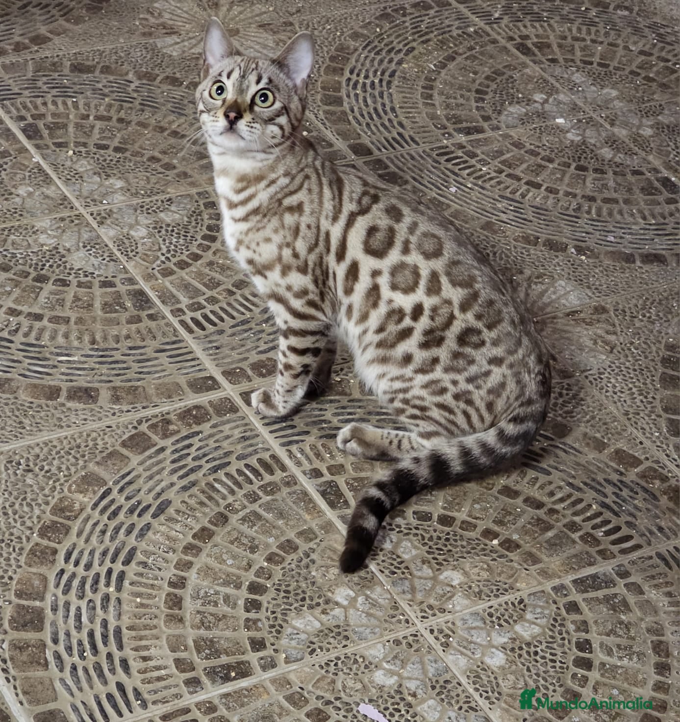 Bengalí gatos Macho Bengalí Silver  - Anuncio 1