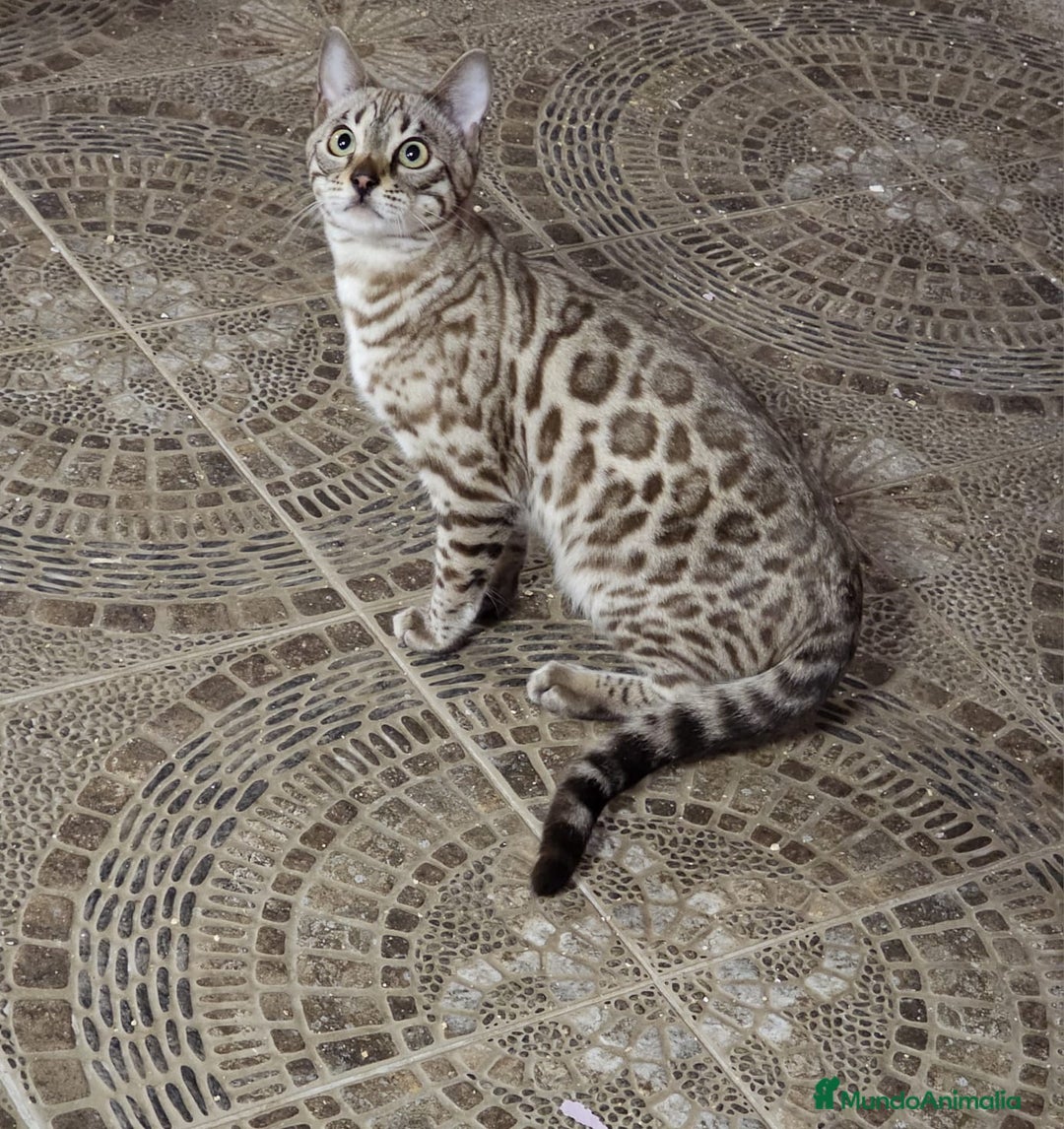 Bengalí gatos en venta: Macho Bengalí Silver  - Anuncio 1