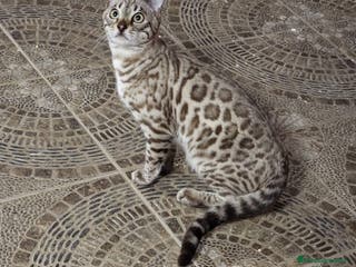 Bengalí gatos Macho Bengalí Silver - Anuncio 2