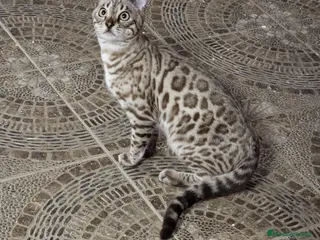 Bengalí gatos Macho Bengalí Silver - Anuncio 3