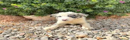 Border Collie perros en venta: BORDER COLLIE - Anuncio 3