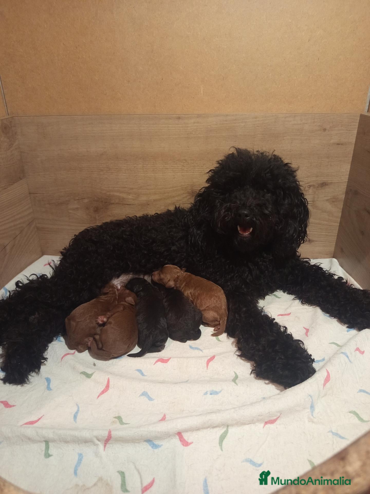 Raza Mixta perros Preciosa camada de caniches  - Anuncio 1