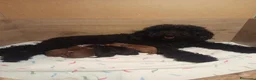 Raza Mixta perros en venta: Preciosa camada de caniches  - Anuncio 1