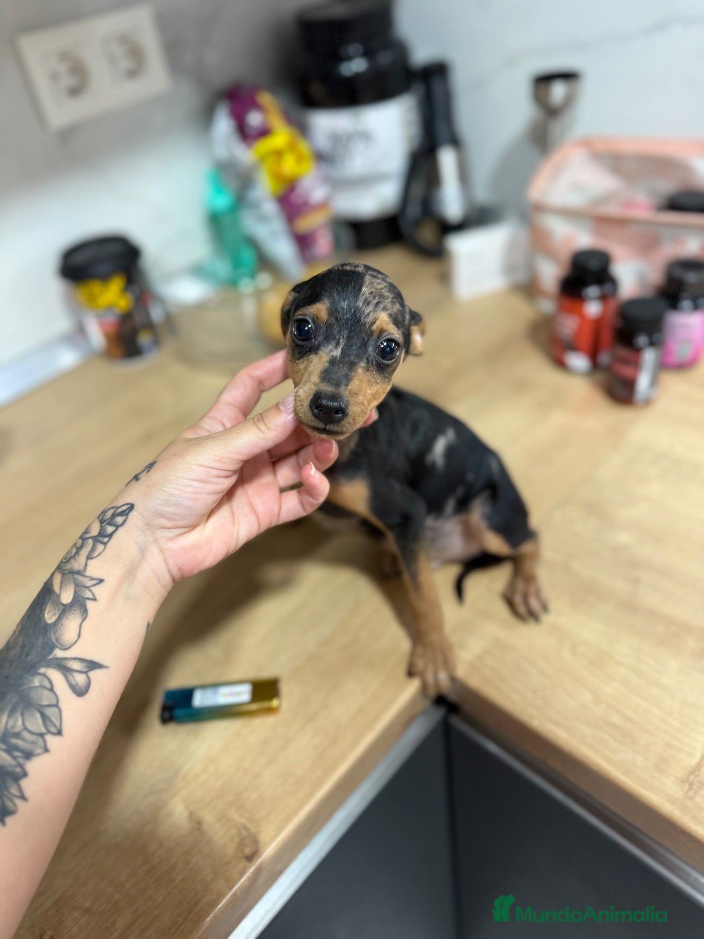 Pinscher Miniatura perros Mini pincher Exoticos  - Anuncio 1
