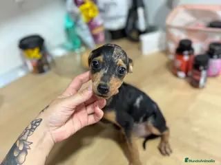 Pinscher Miniatura perros Mini pincher Exoticos - Anuncio 1