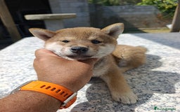 Shiba Inu perros en venta: SHIBA INU EN PONTEVEDRA - Imagen 3
