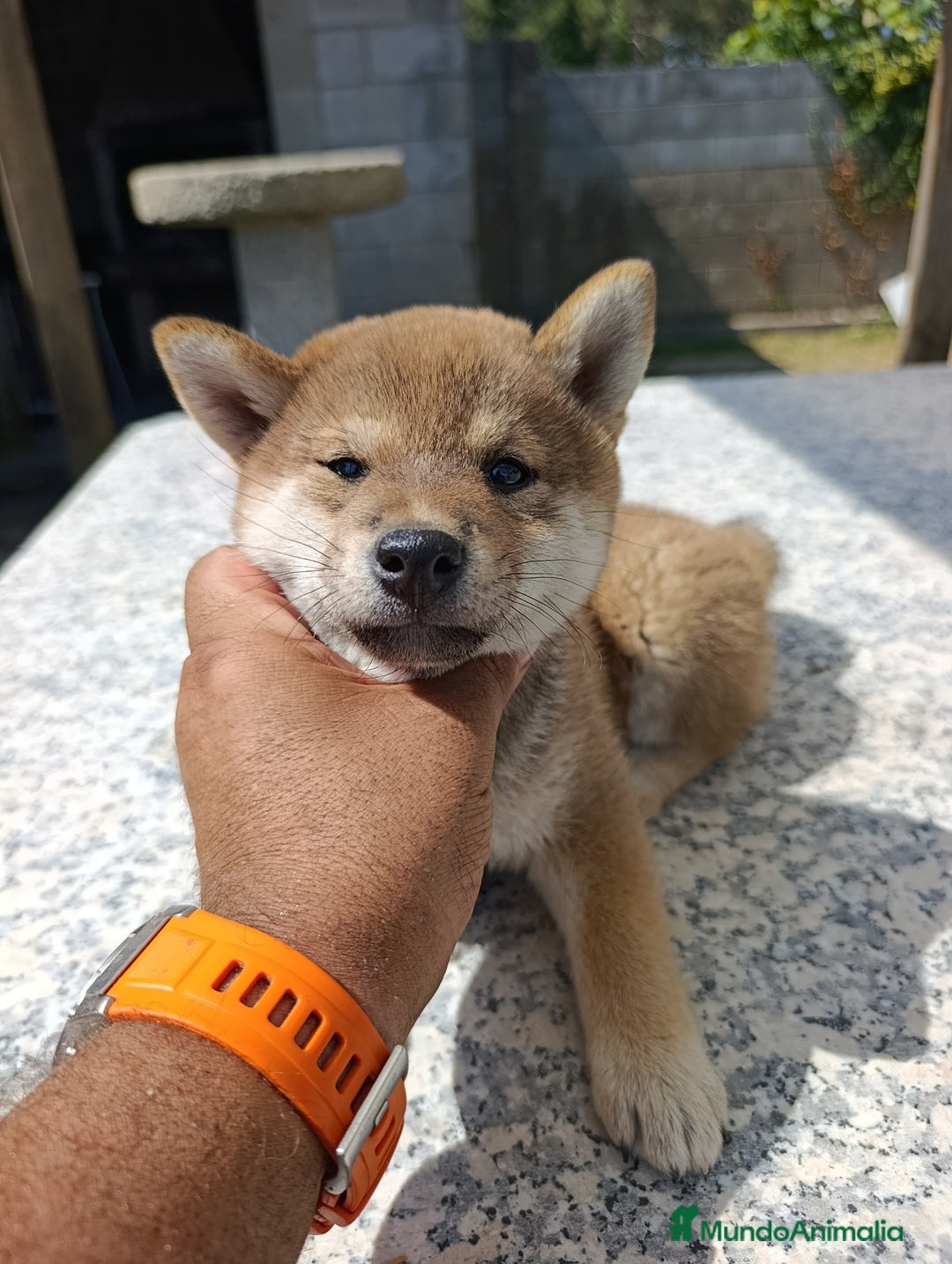 Shiba Inu perros en venta: SHIBA INU EN PONTEVEDRA - Imagen 3