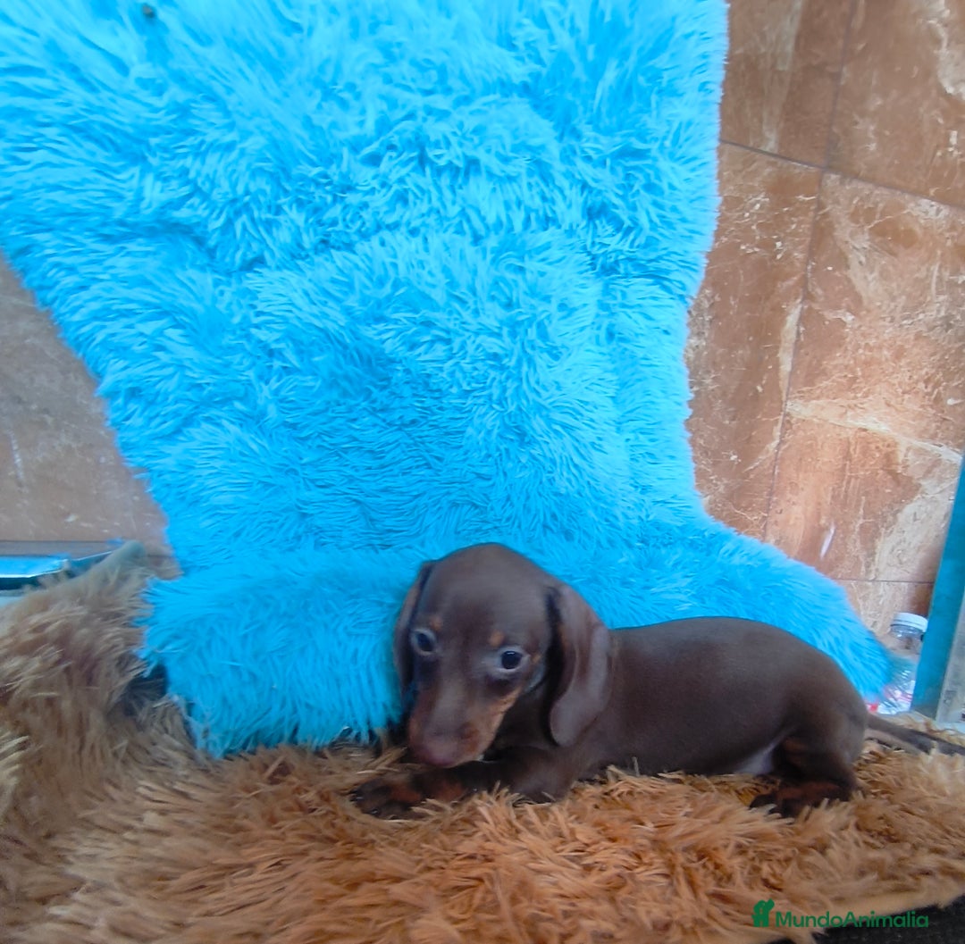 Teckel perros en venta: Teckel kaninchen hembra  - Imagen 3