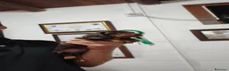 Teckel Miniatura perros en venta: Teckel miniatura  - Anuncio 6