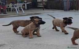 Pastor Belga Malinois perros en venta: PASTOR BELGA MALINOIS 550€  - Imagen 1