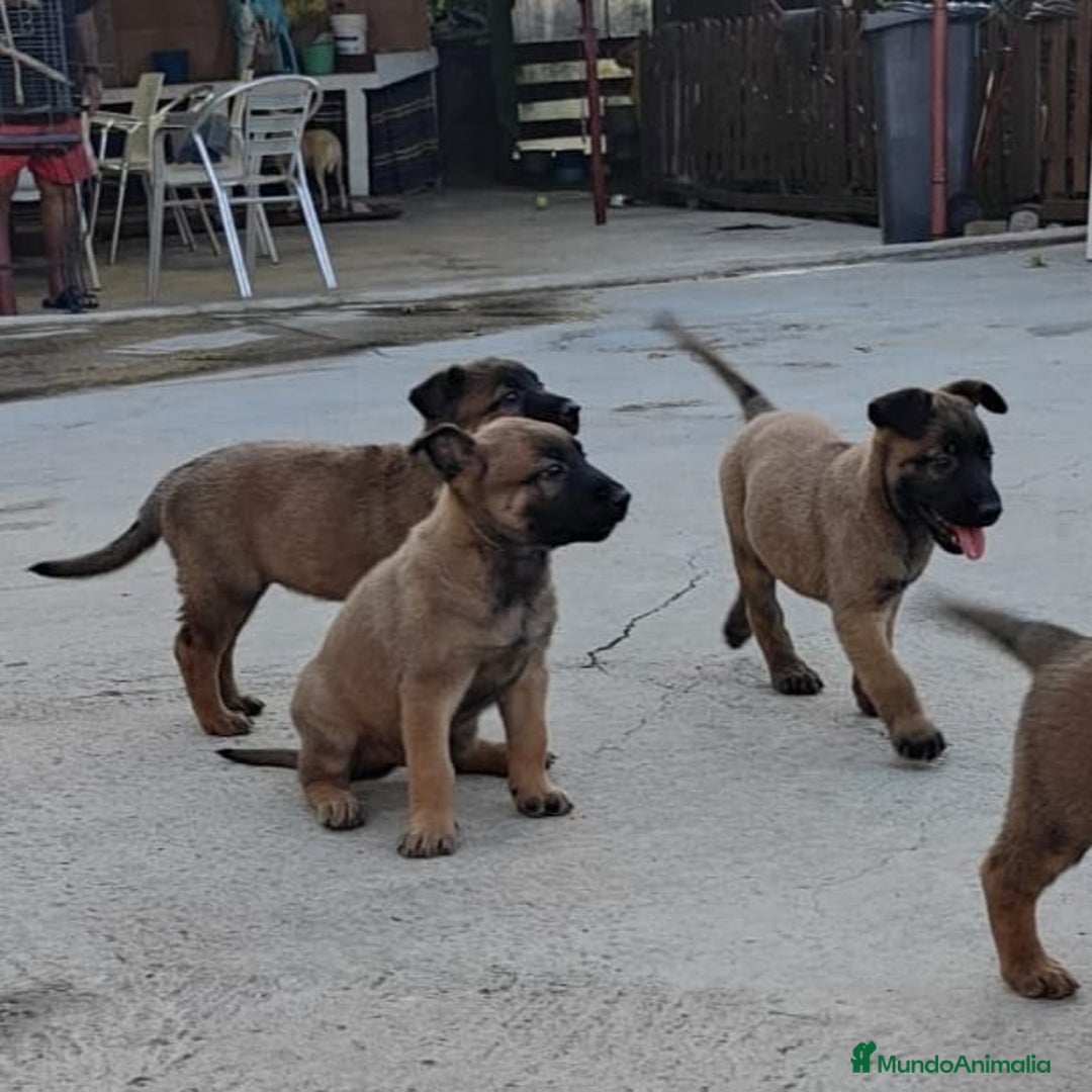 Pastor Belga Malinois perros en venta: PASTOR BELGA MALINOIS 550€  - Imagen 1