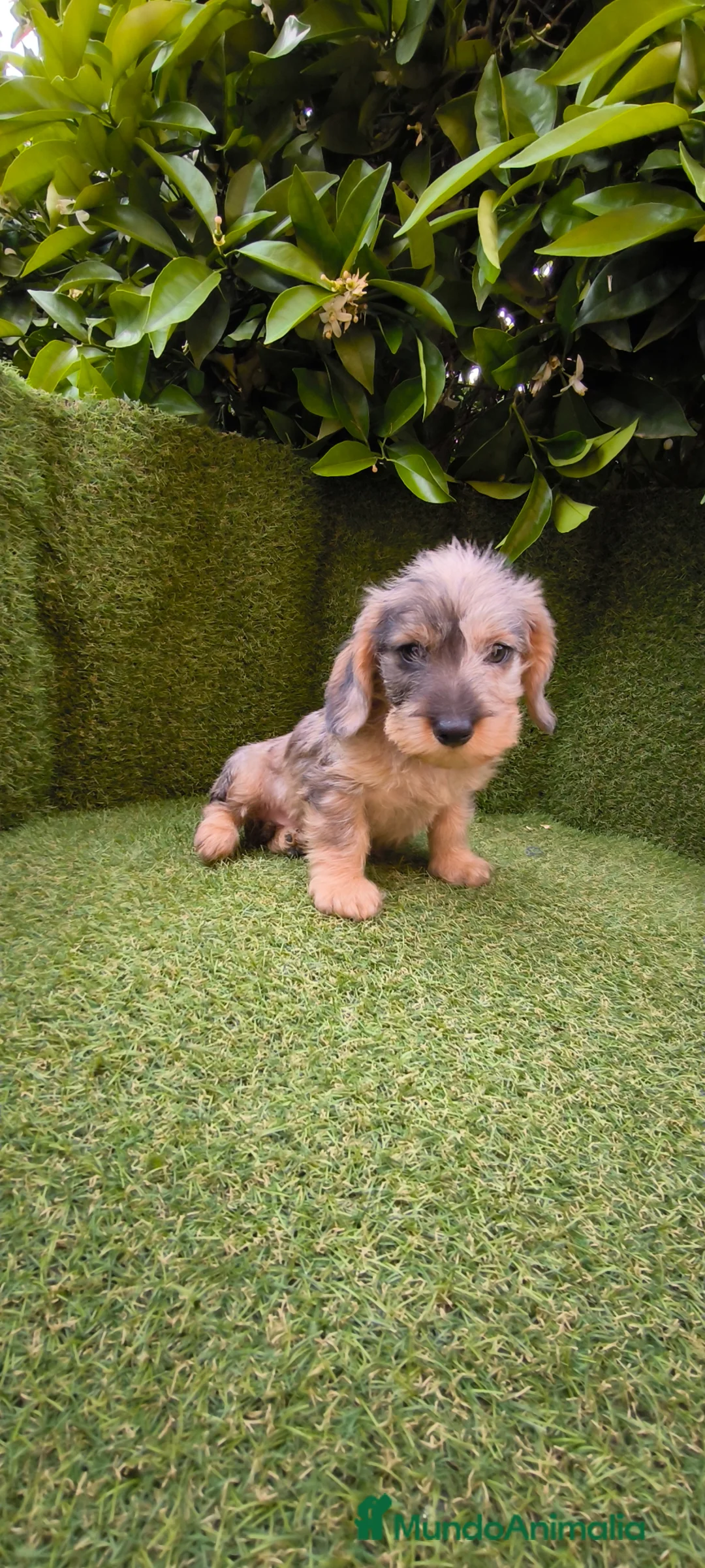 Teckel Miniatura perros en venta: teckel pelo largo  arlequin - Anuncio 2