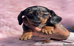 Teckel Miniatura perros en venta: TECKEL arlequín  - Imagen 1