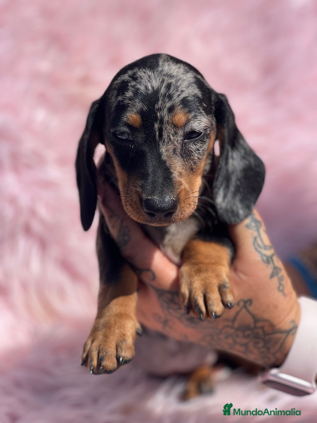 Teckel Miniatura perros en venta: TECKEL arlequín  - Imagen 1