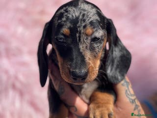 Teckel Miniatura perros TECKEL arlequín - Anuncio 26